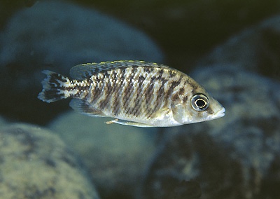 Protomelas taeniolatus 'Nkanda'